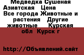 Медведка Сушеная Азиатская › Цена ­ 1 400 - Все города Животные и растения » Другие животные   . Курская обл.,Курск г.